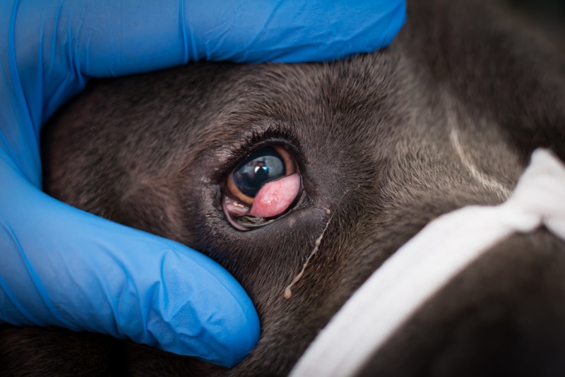 Cherry Eye in Cane Corsos: What You Need to Know  : Essential Insights