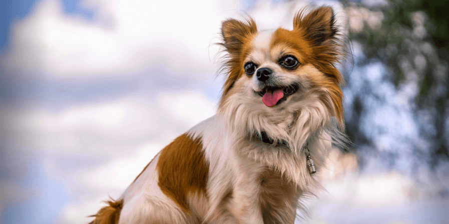 chihuahua health problems essential tips for a healthy pup