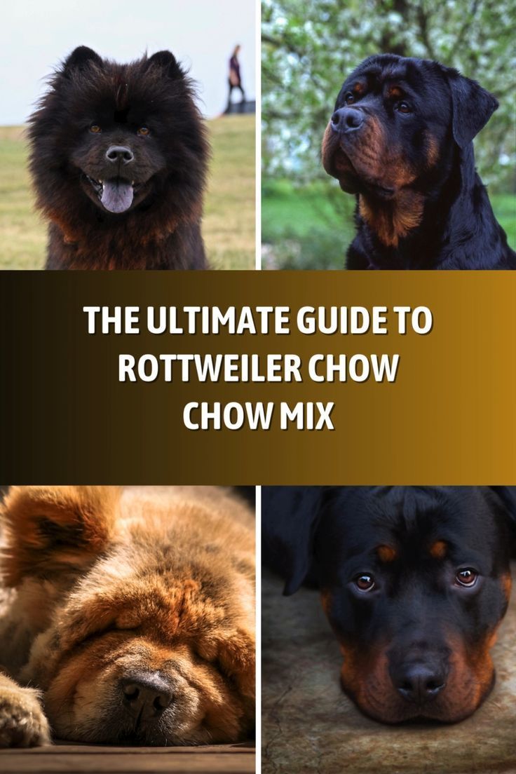 chow chow rottweiler mix unveiling the ultimate guide
