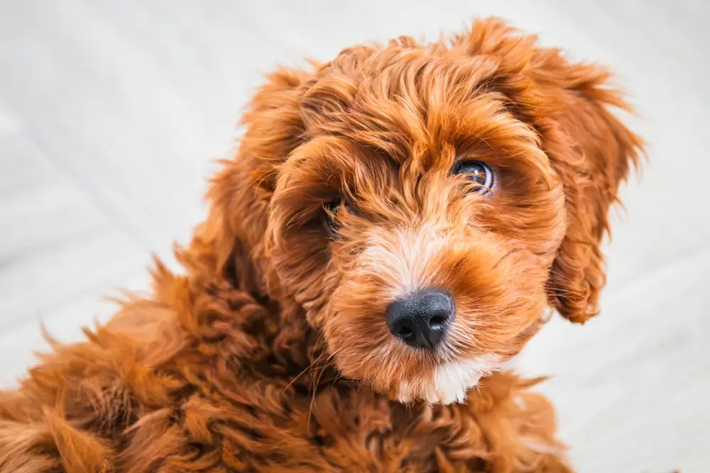 cockapoo health issues essential tips for a happy pup