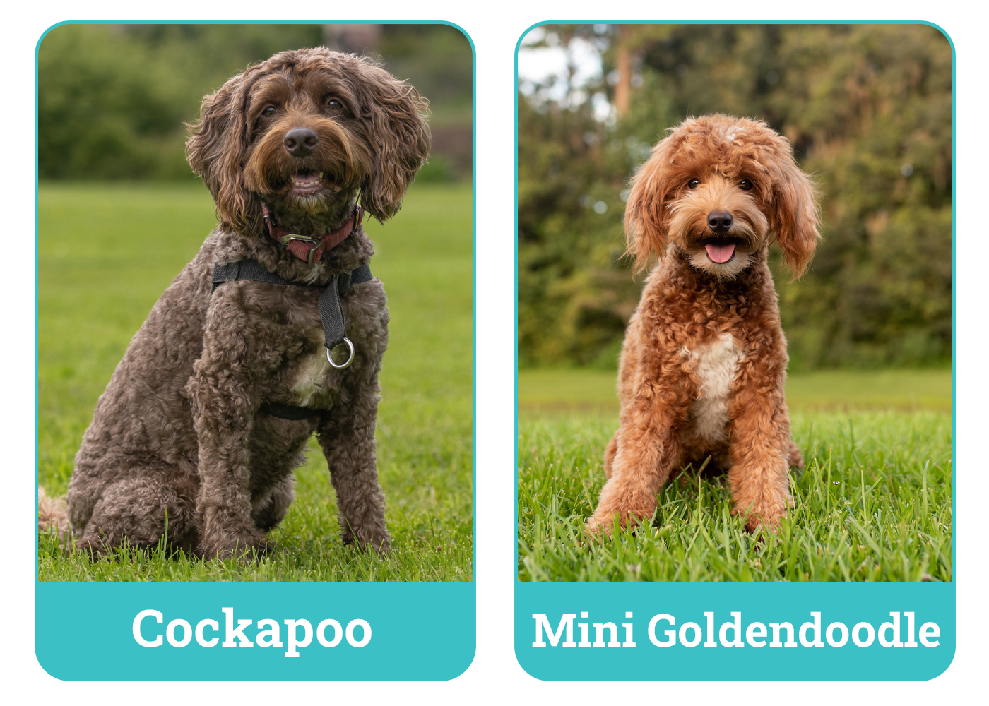 Cockapoo Vs Mini Goldendoodle: Best Pooch Pick?