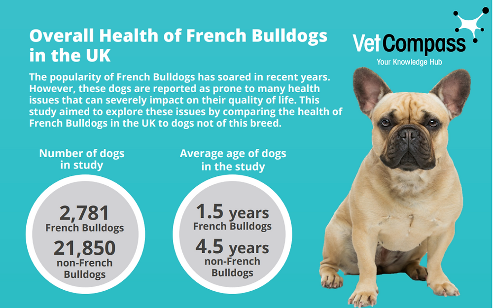 common french bulldog health issues what every owner should know