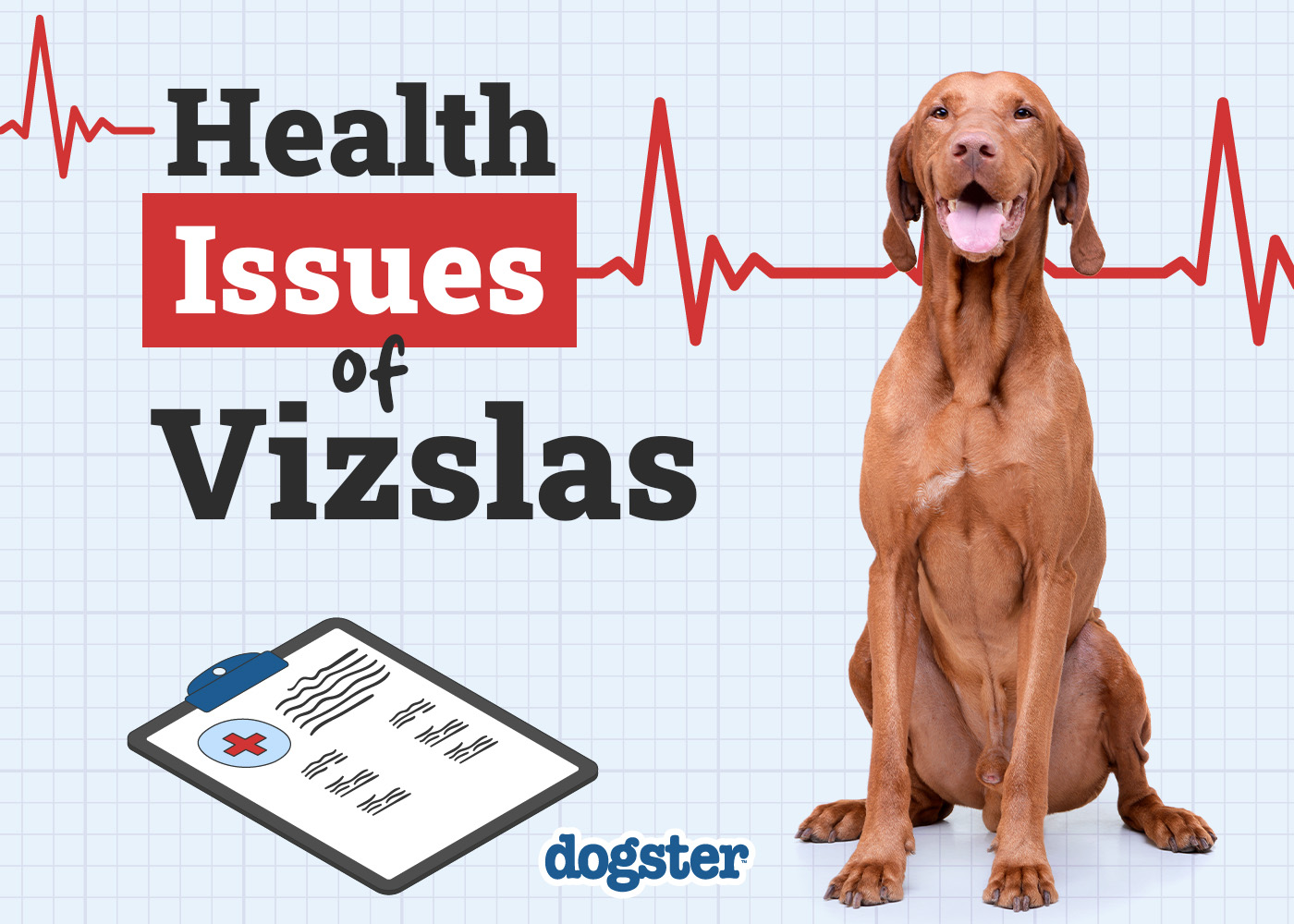 Common Health Issues in Vizslas: Vet’s Insights & Solutions