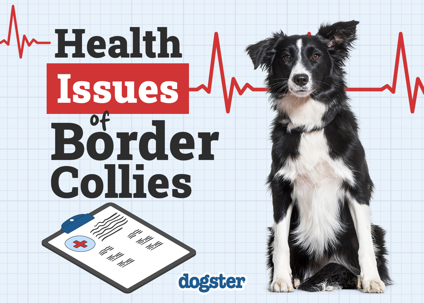 common health problems in border collies essential insights tips