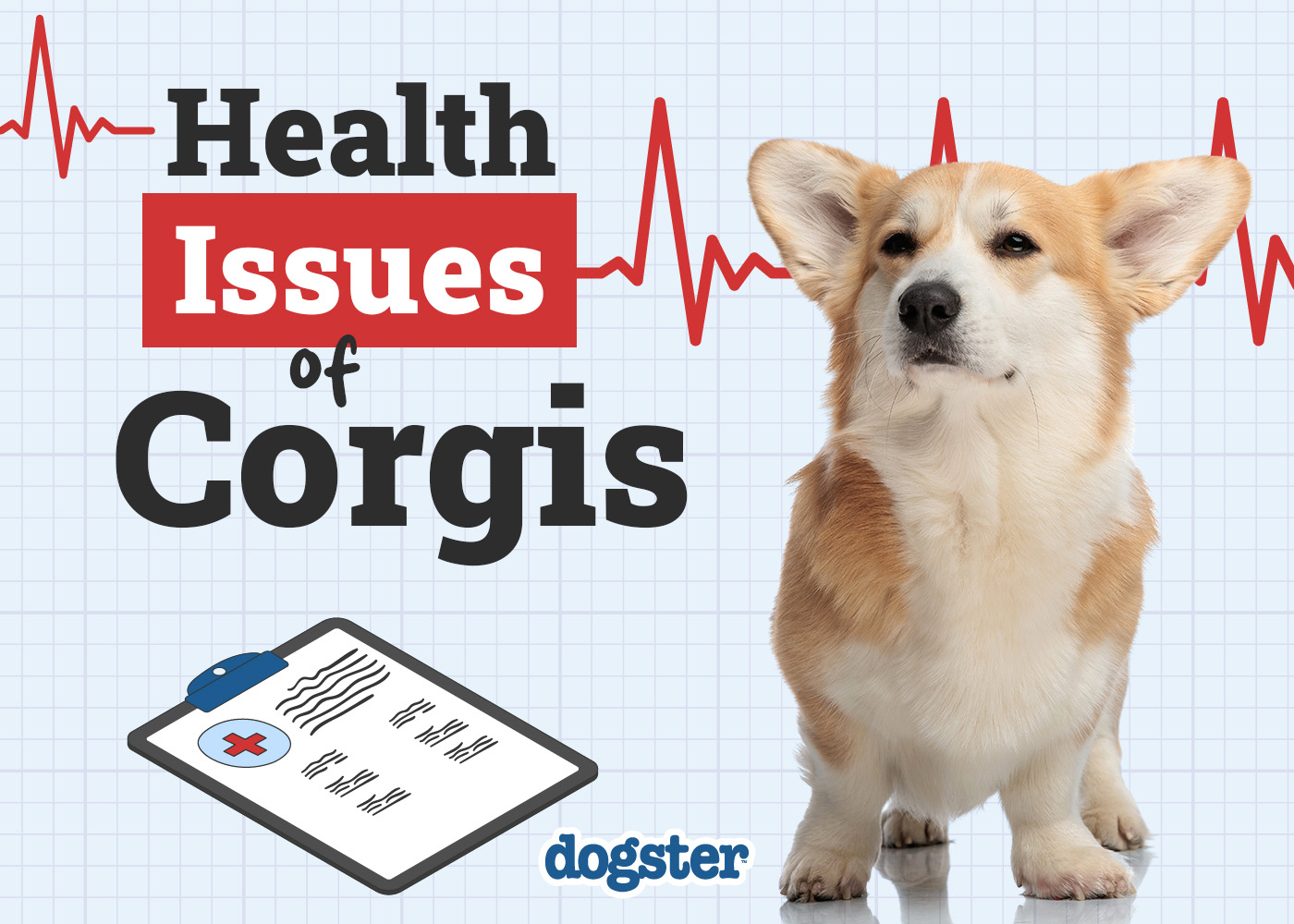 common health problems in corgis essential health tips