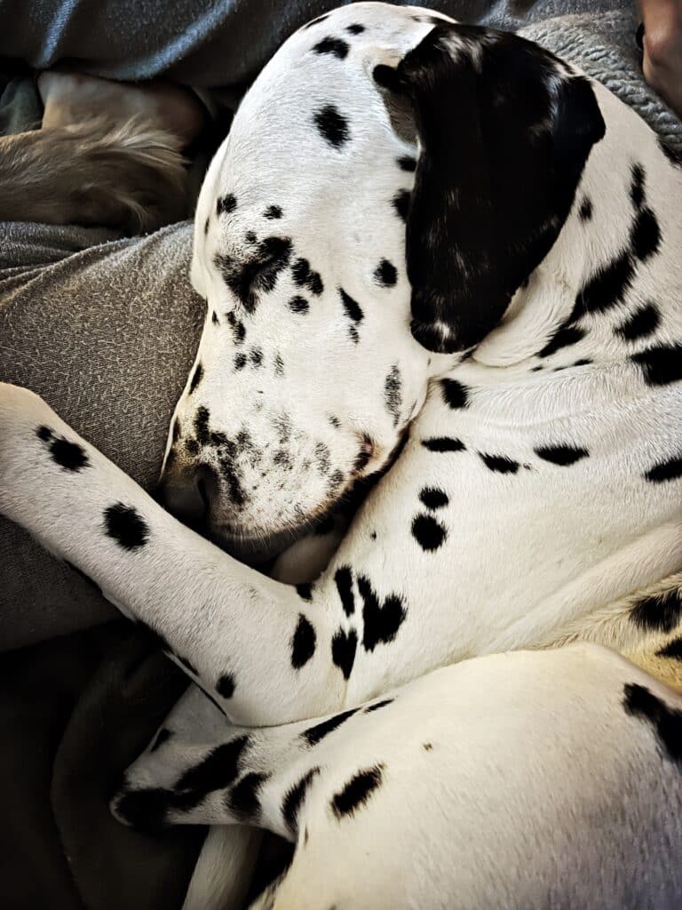 common health problems in dalmatians essential tips for owners
