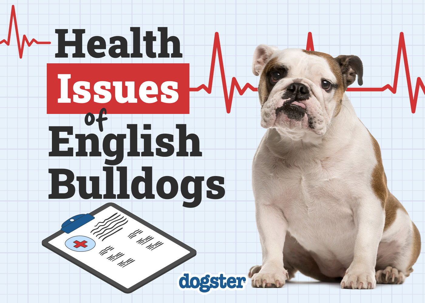 Common Health Problems In English Bulldogs: Essential Insights