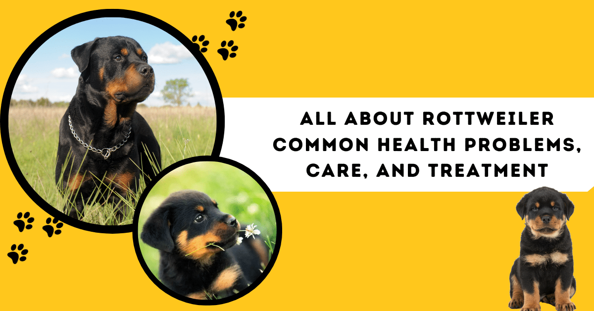 common health problems in rottweilers essential health guide