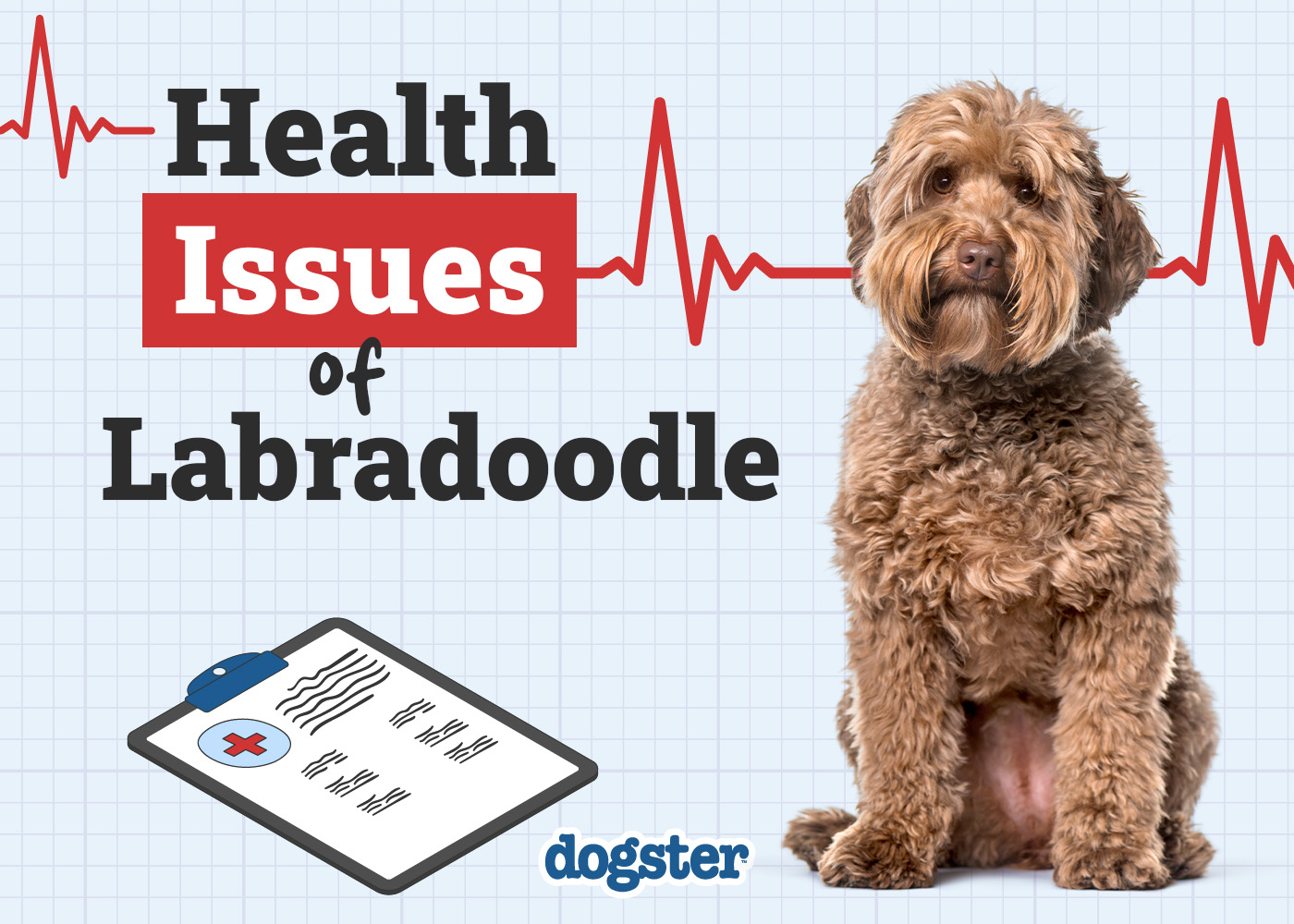 common labradoodle health issues vets insight tips