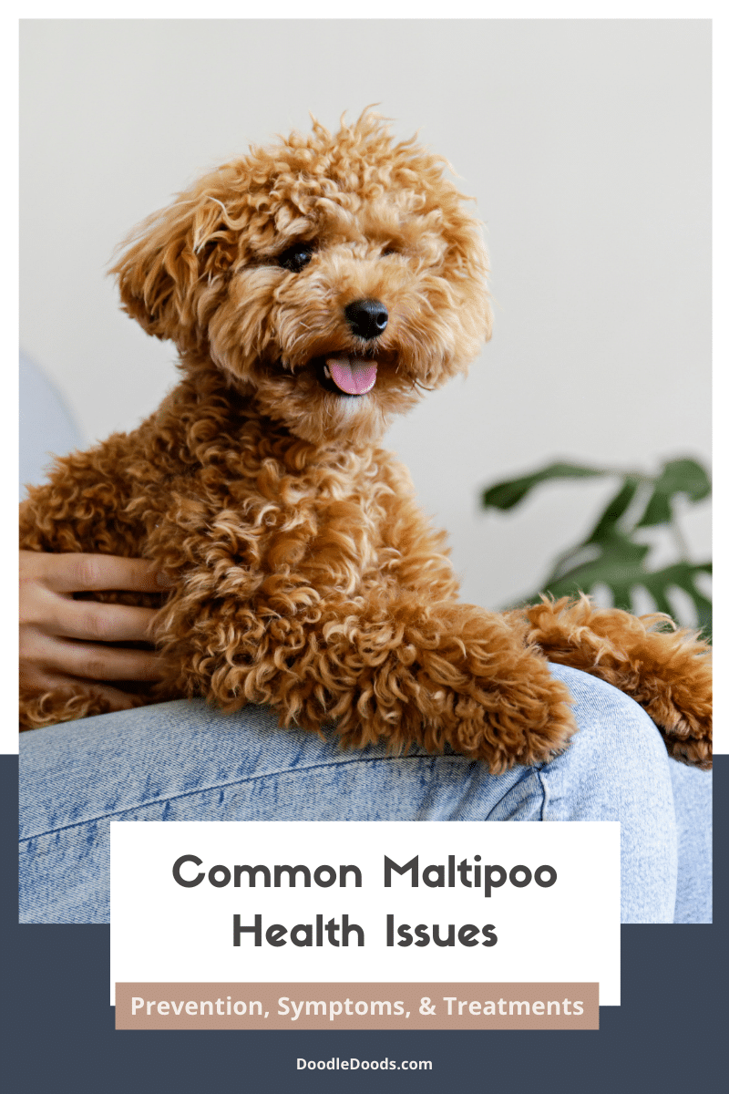 common maltipoo health issues essential care tips and solutions