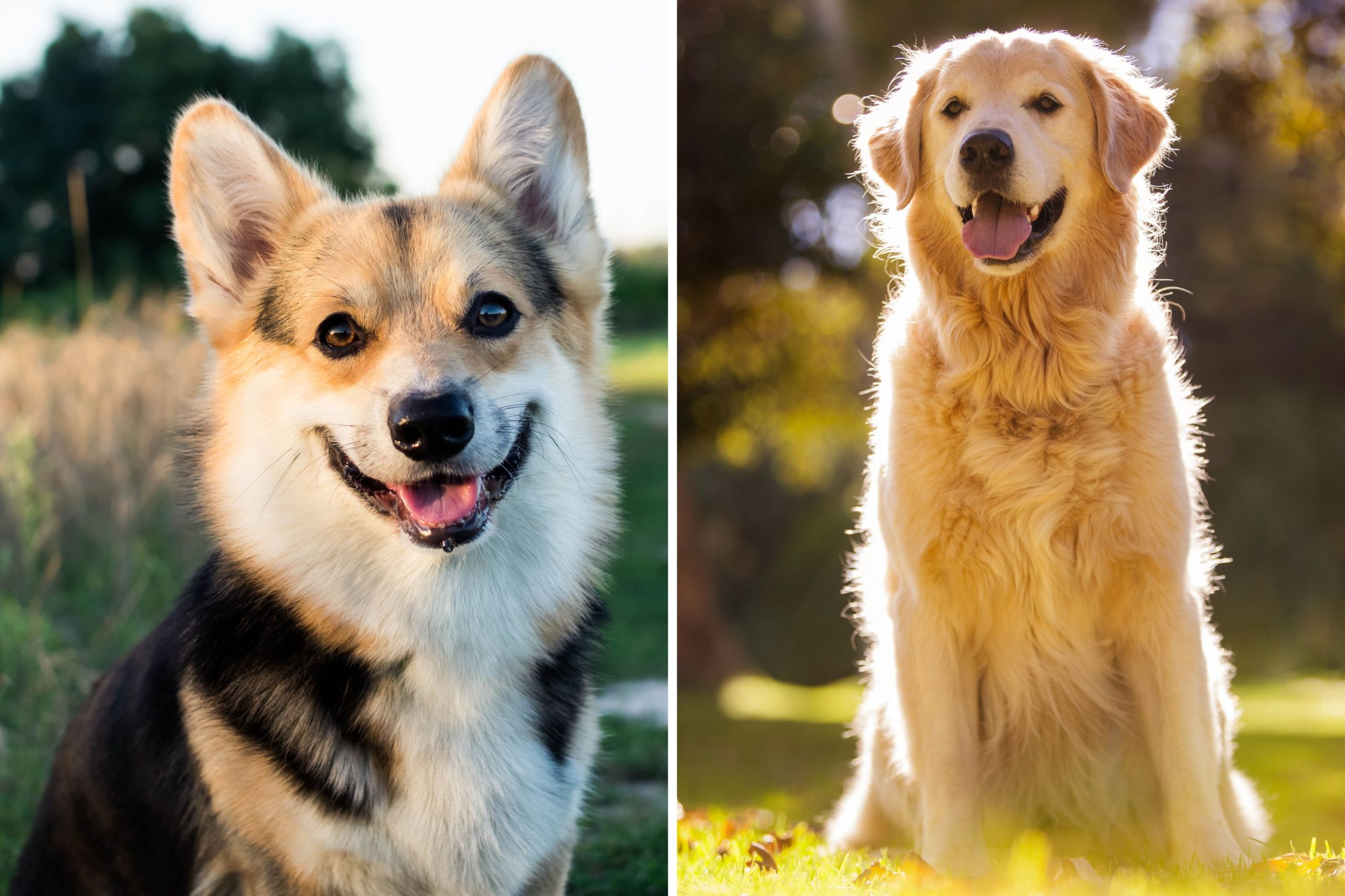 corgi golden retriever mix the ultimate family pet scaled