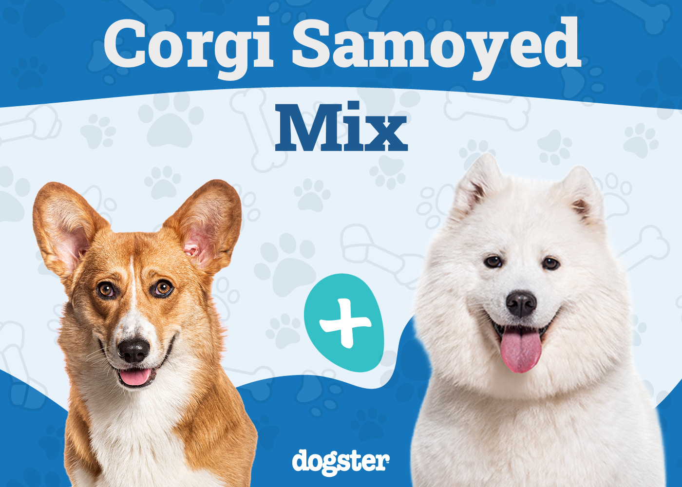 corgi samoyed mix the ultimate fluffy companion