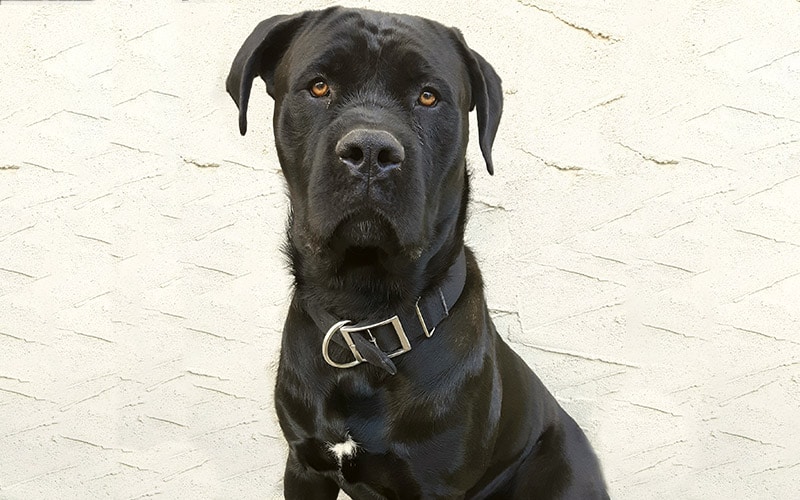 Corso Presa Canario Mix: Unleashing the Majestic Blend