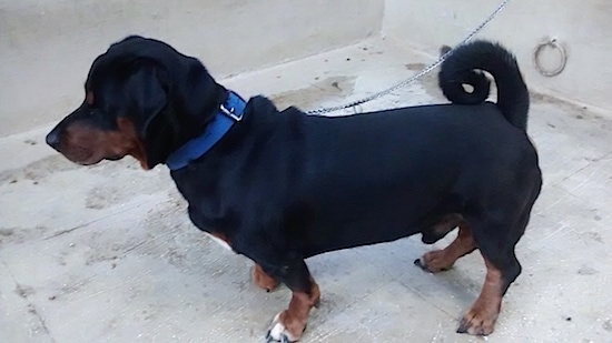 Dachshund Rottweiler Mix: Unveiling the Dachsweiler