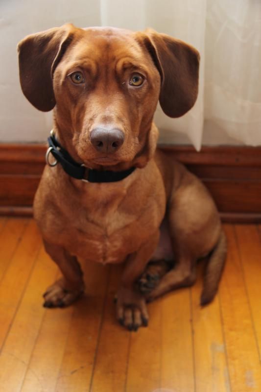 dachshund vizsla mix the ultimate guide