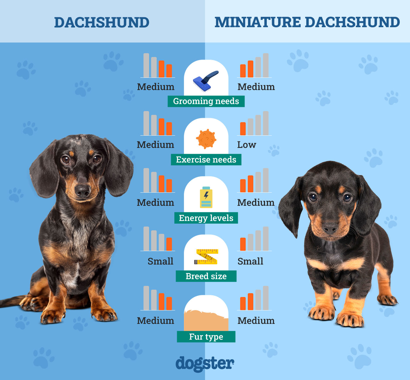 dachshund vs miniature dachshund unleashing the facts