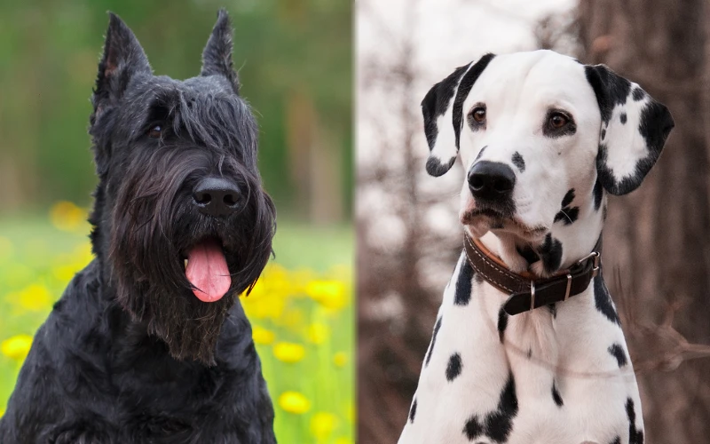 dalmatian schnauzer mix the ultimate breed guide