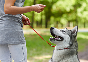 Do All Dogs Need Training?: Essential Tips for Every Pet Owner