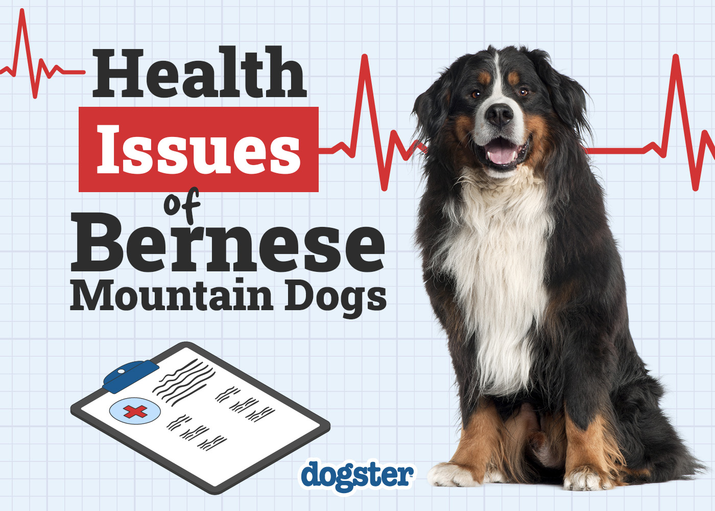 Do Bernese Mountain Dogs Have Health Problems? Unveiling Truths