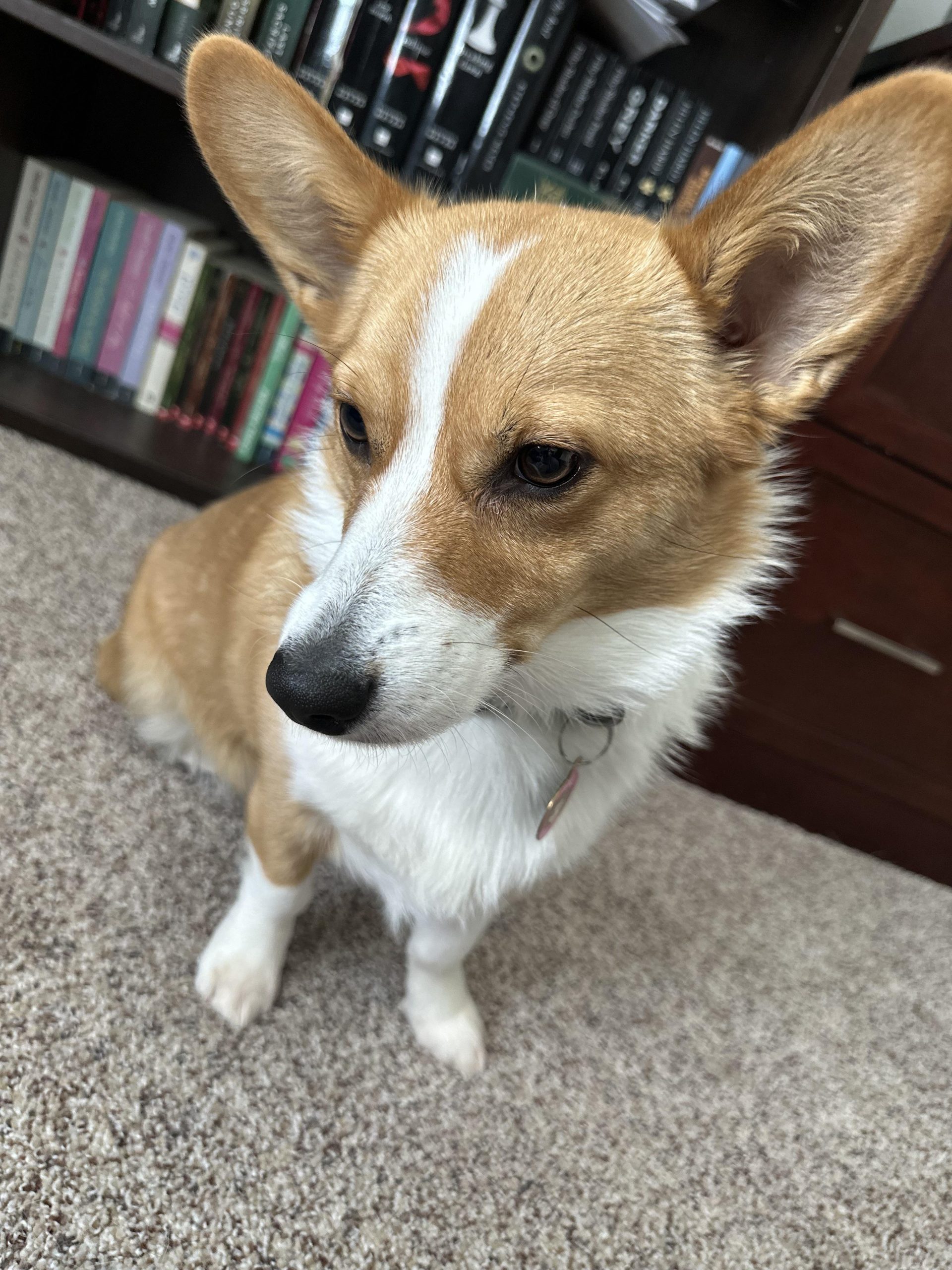 Do Corgis Shed? Unveiling the Truth about Their Fur