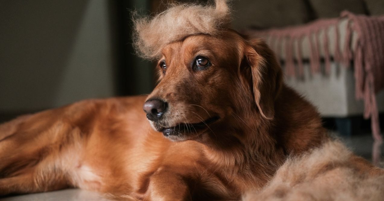 Do Golden Retrievers Shed? Uncover the Truth!