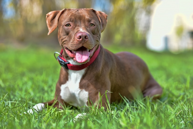 Do Pitbulls Have Allergies? A Vet’s Insightful Guide