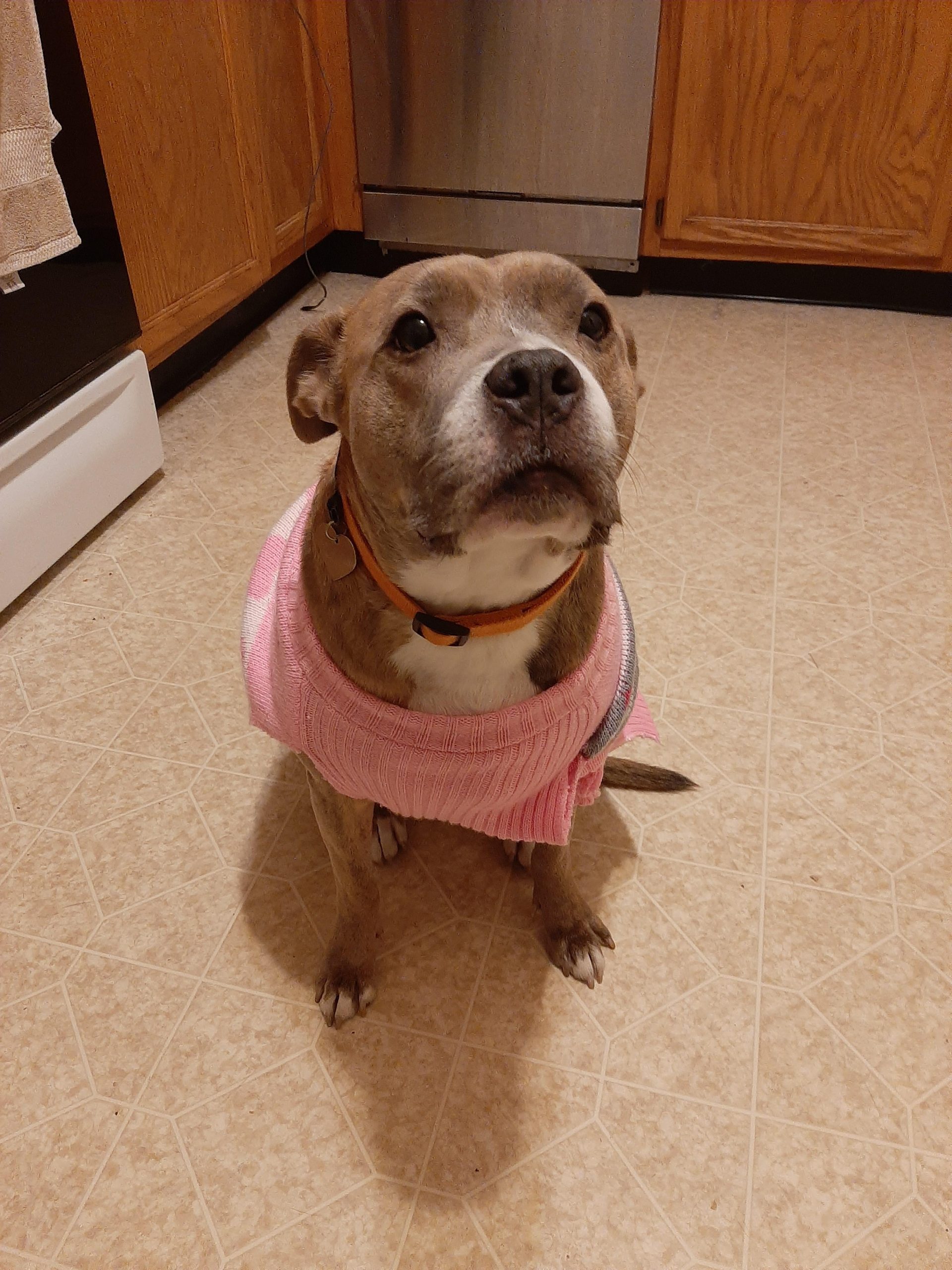 Do Pitbulls Need Sweaters? Canine Comfort Unleashed
