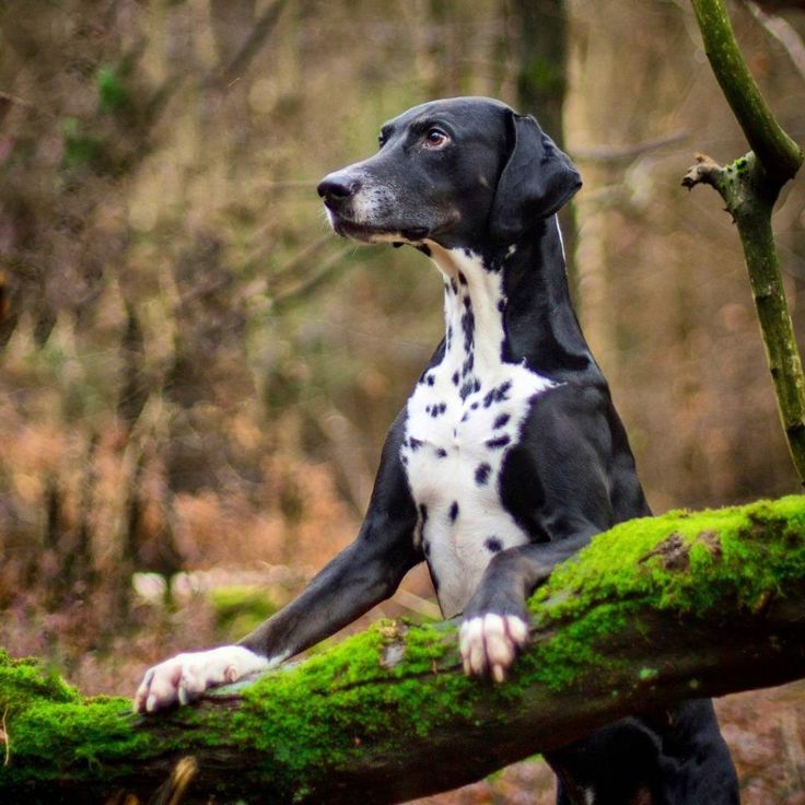 Doberman Dalmatian Mix: Unveiling the Dazzling Hybrid