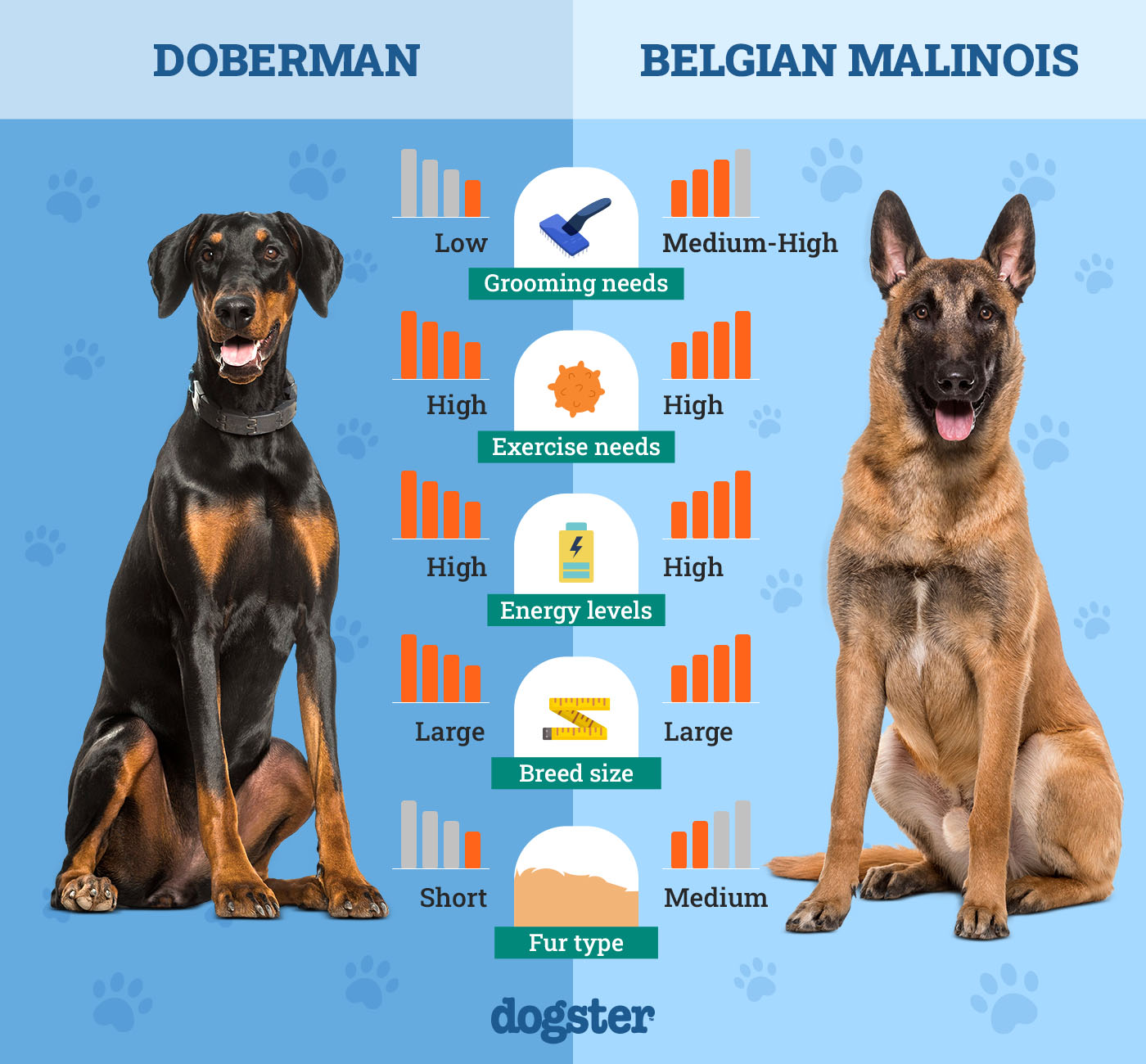 Doberman Vs Belgian Malinois: Ultimate Breed Comparison Guide