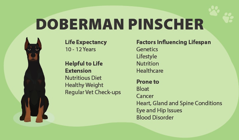 dobermans health problems essential tips for a healthy life