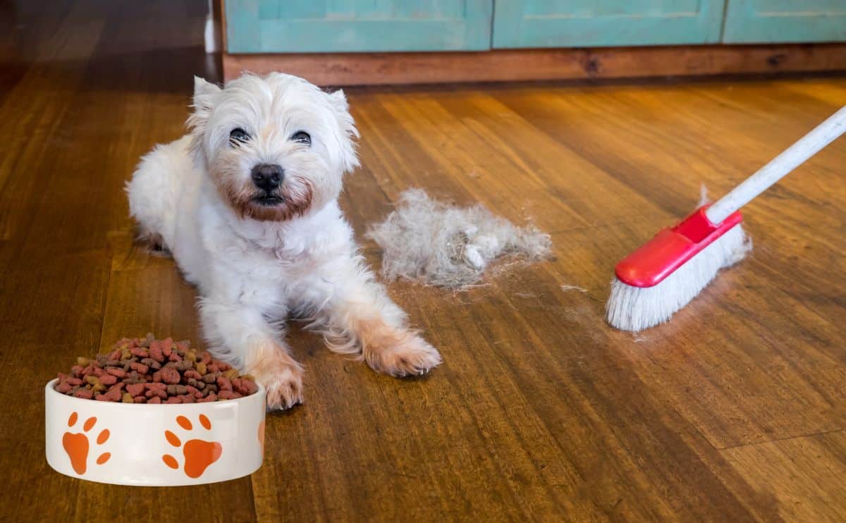 Does Dog Food Help With Shedding? Uncover the Truth