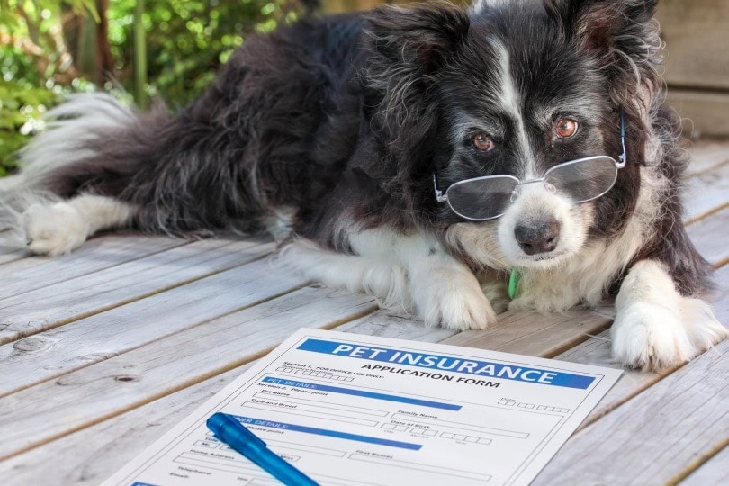 Does Pet Insurance Cover Cruciate Surgery? Unveiled Facts!