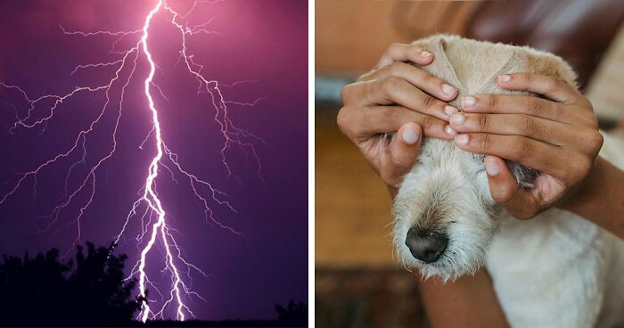 dog afraid of thunder soothe your pets fear now