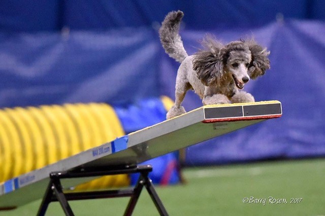 dog agility contact trainer boost your pets performance