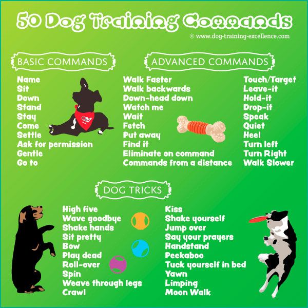 Dog Commands Chart: Essential Guide for Every Owner