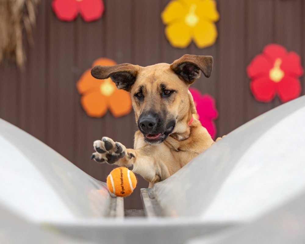 Dog Events Bay Area: Exciting Activities for Your Furry Friend