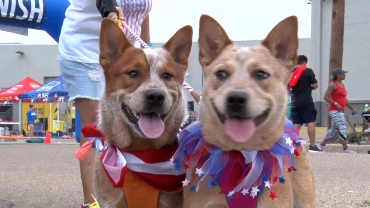 Dog Events in Dallas: Unleash the Fun!
