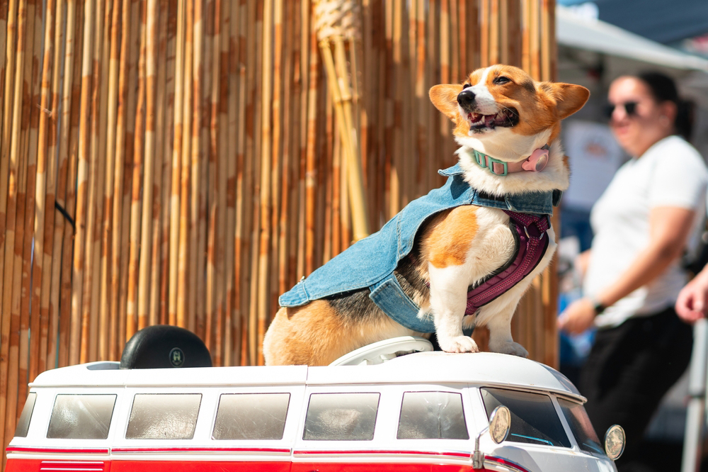 Dog Events Los Angeles: Top Fun Activities for Pups & Owners