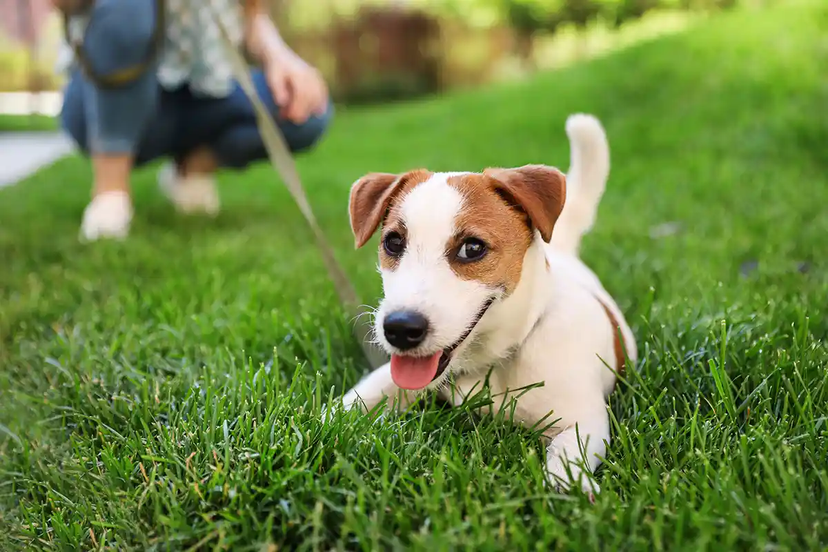Dog Events Northern Virginia: Unleash Fun & Furry Friends!