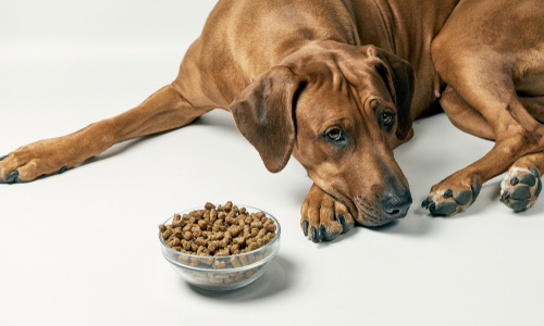 Dog Food Not Digesting? Quick Fixes for Furry Friends