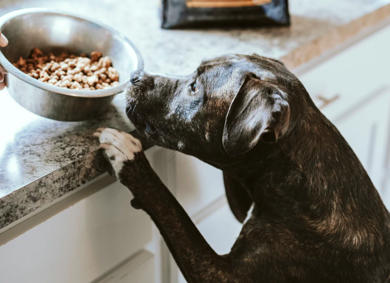 Dog Food Not Made in China: Top Safe & Healthy Picks