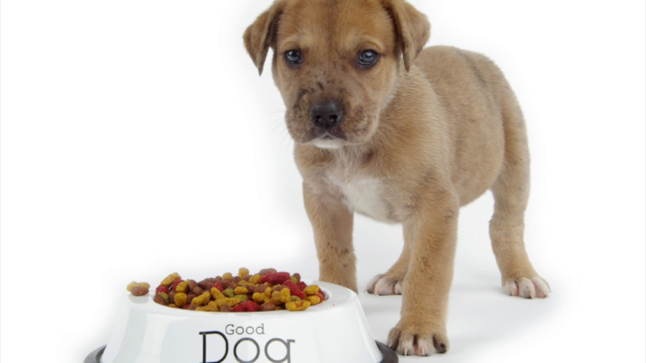 dog food pouring sound soothing or annoying