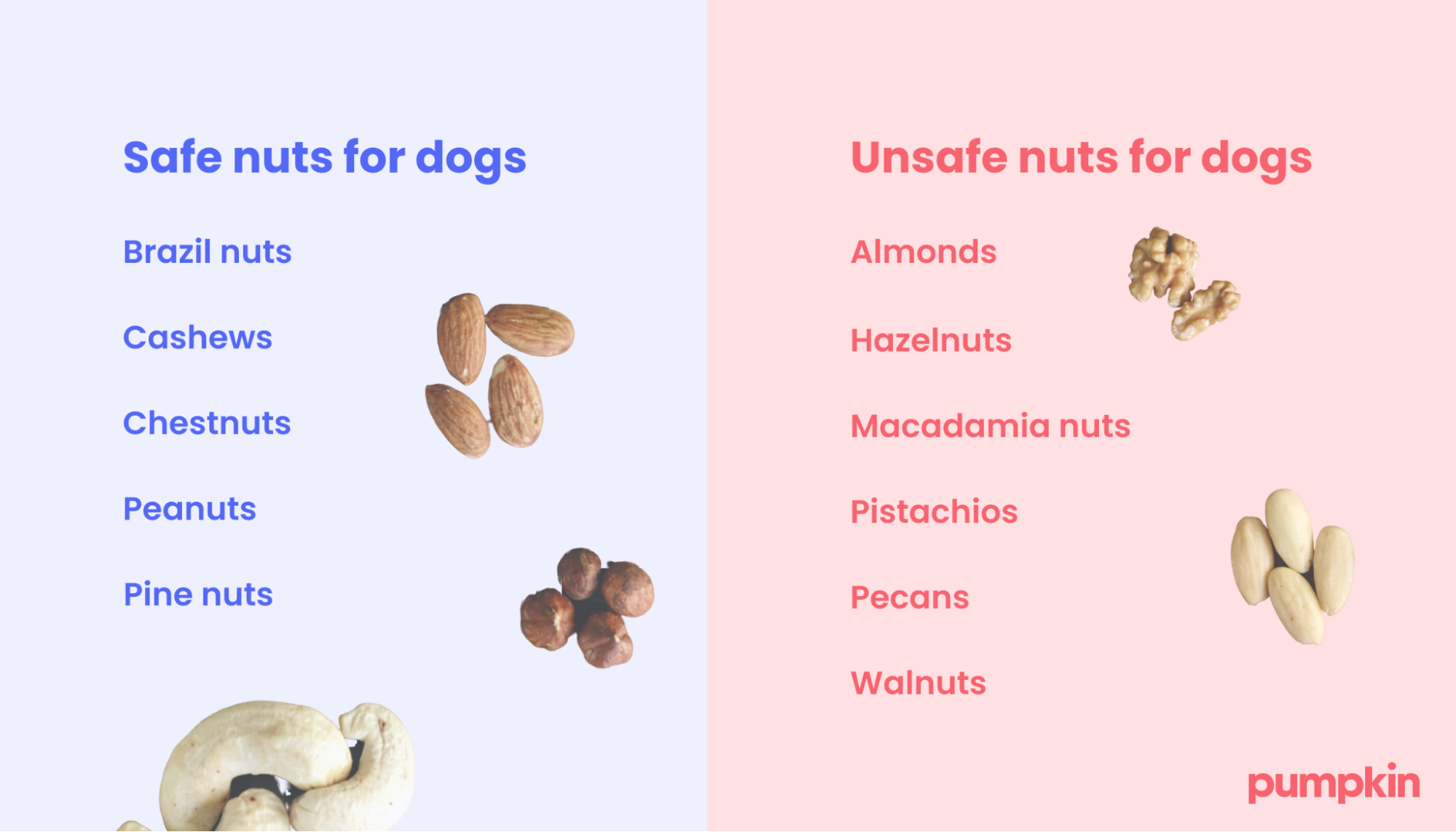 Dog Food That Looks Like Cashews: Nutty Choices for Pups!