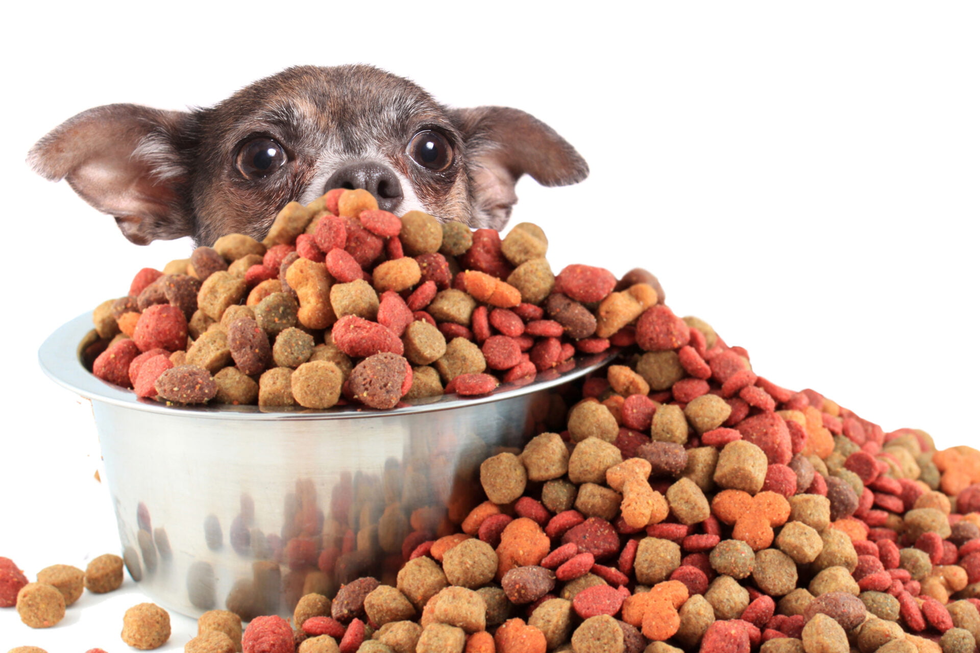Dog Food That Won’t Cause Gas: 5 Gentle Choices for Your Pup