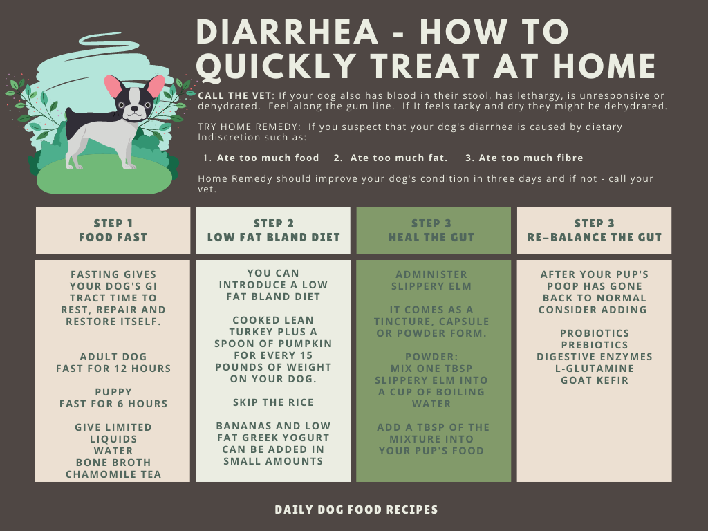 dog food to help diarrhea quick relief for your pup