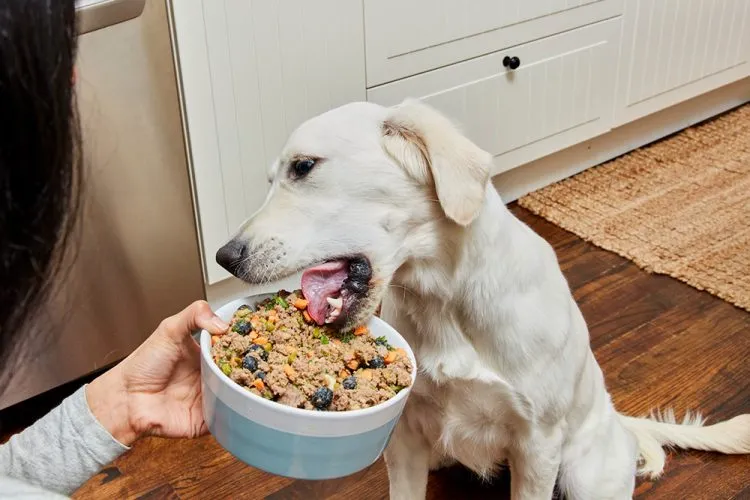 Dog Food With High Quality Ingredients: A Pet’s Dream Diet