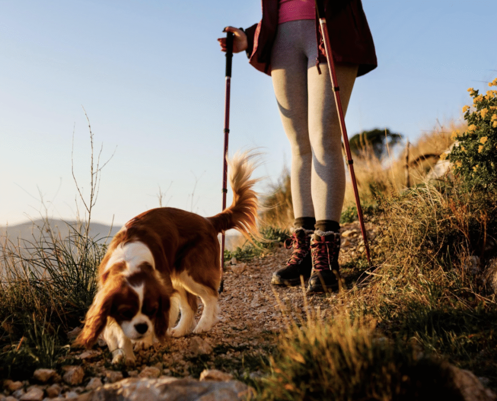 Dog-Friendly Autumn Hikes in Canada: Top Trails & Tips