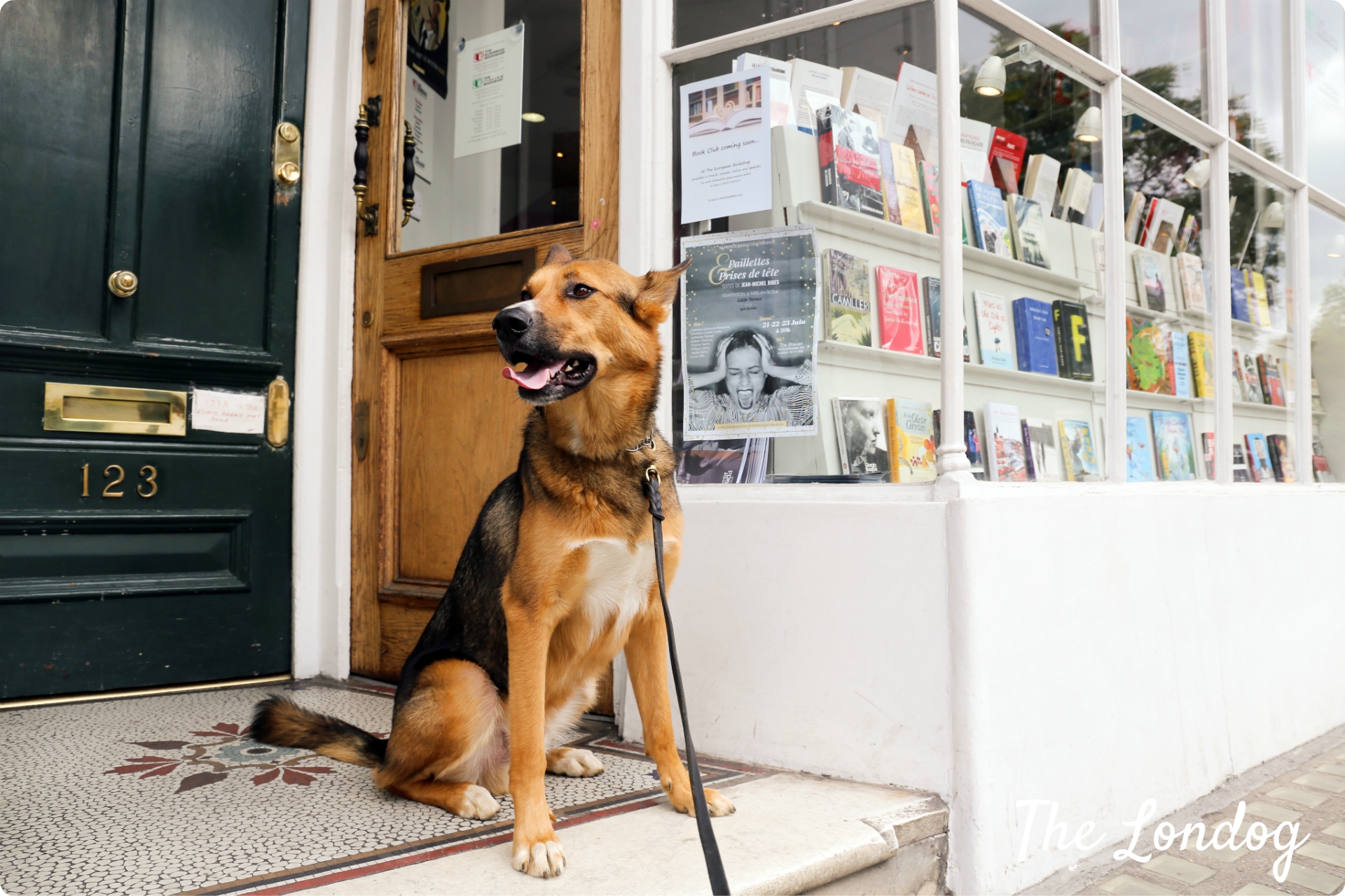 Dog-Friendly Bookstores in Europe: Paws & Pages Unite!