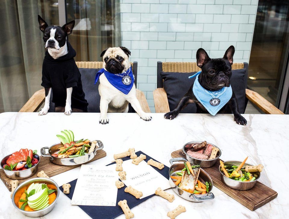 Dog-Friendly Cafes With Dog Menus: Paw-fect Spots!