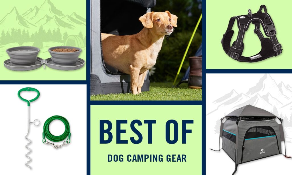 dog friendly camping gear essentials must haves for pooches